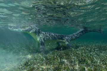 American Crocodile under Water, Mexico