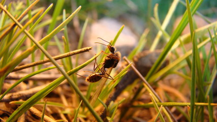 Ant.
closeup shot of Subterranean ants on Leaf in Springtime
New queen ant ( Honey Ant)
Flying ants on the grass in nature
Winged ant
insects, insect, bugs, bug, animals, animal, wild nature, wildlife