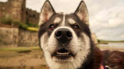 Husky dog face pointy ears wolf