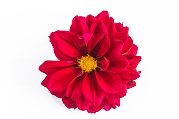 beautiful purple dahlia flower isolated on white background. Close up, top view. Greeting card
