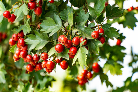 A branch of bright red hawthorn berries