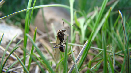 Ant.
closeup shot of Subterranean ants on Leaf in Springtime
New queen ant ( Honey Ant)
Flying ants on the grass in nature
Winged ant
insects, insect, bugs, bug, animals, animal, wild nature, wildlife