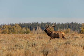 Bull Elk in the fall Rut in Wyoming