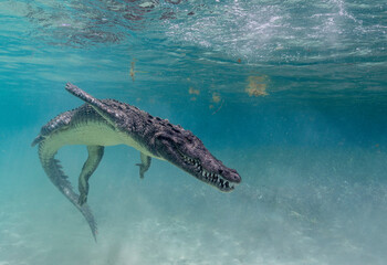 American Crocodile under Water Swimming, Mexico