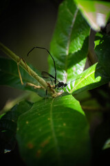 Insecto en forma de scorpion
