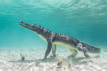 Schilderijen op glas American Crocodile under Water, Mexico © Angiolo
