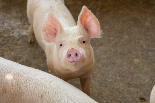 Puerco 2