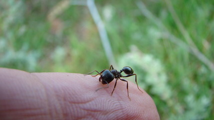 Ant.
Close up of an ant on the finger.
worker ant defends itself by biting the  hand on a blurry background.
insects, insect, bugs, bug, animals, animal.
wildlife, wild nature, insects, insect