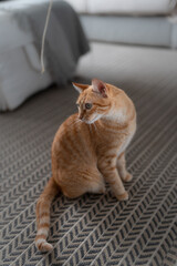 composicion vertical. gato atigrado de color marron y ojos verdes sentado en la alfombra, mira hacia atrás
