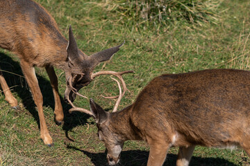 White-tailed Deer Bucks Sparring Locking Antlers.
