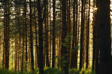 sun rays in the forest