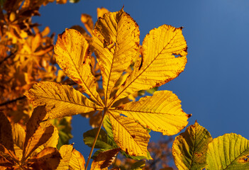 Fototapeta na wymiar Yellow chestnut leaf against the blue sky in autumn.