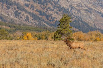 Bull Elk in Autumn in Wyoming