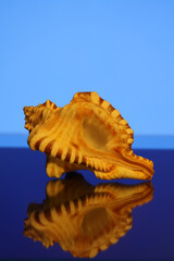 Sea shell from Sri Lanka