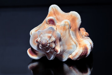 Sea shell from Sri Lanka on a black background