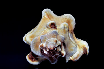 Sea shell from Sri Lanka on a black background