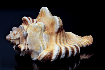 Sea shell from Sri Lanka on a black background