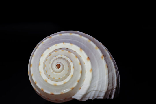 Sea shell from Sri Lanka on a black background