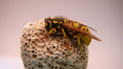 Close up Wasp on a white background.
German yellowjacket, European wasp or German wasp, yellow hornet,  yellow Wasp (lat. Vespula germanica), on white background.
wasps insect insects wildlife