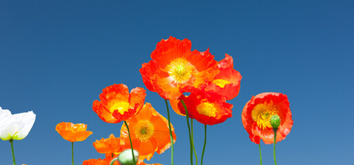 Obraz premium ポピーの花畑