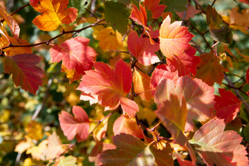 Close-up of yellow and red autumn leaves on a blurry background of trees