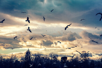 group of gulls flying on the Park at night. Retiro park , Madrid, Spain