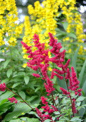 Astilba Japanese, Vesuvius variety and garden loosestrife  in flower garden