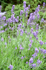 The flowering of the lavender is narrow-leaved (Lavandula angustifolia Mill.)