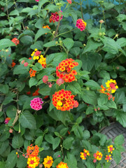orange flowers in the garden