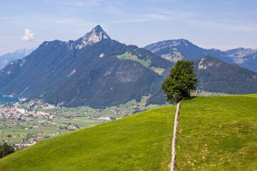 mountain meadow in Switzerland on a sunny day