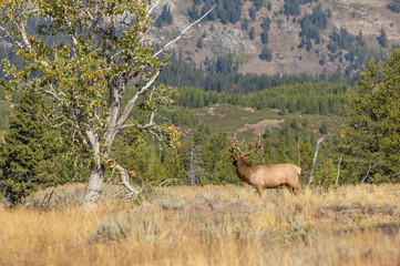 Bull Elk in Autumn in Wyoming