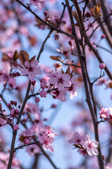 Canadian black plum Prunus nigra light pink flowers in bloom, beautiful flowering ornamental shrub with brown red leaves