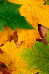 Naklejka na ściany i meble Colorful autumn leaves for background, portrait orientation