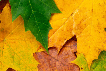 Colorful autumn leaves for background