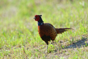 Portrait of a common pheasant on a green meadow in spring during rut