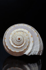 Sea shell from Sri Lanka on a black background