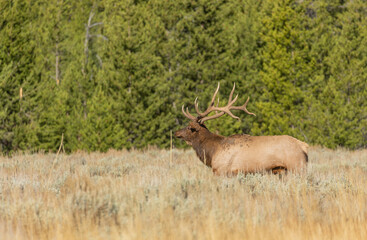 Bull Elk in Autumn in Wyoming