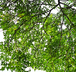 Green tree leave on white in garden; clear sky.