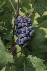 Fototapeta premium Large Bunch of ripe grapes