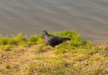 Pigeon on the bank of the river
