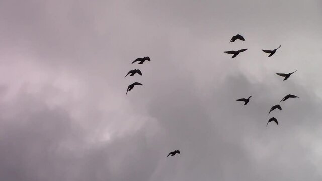Flock of pigeons flying on a cloudy day