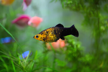 Black and yellow molly fish in the tank fish (aquarium)