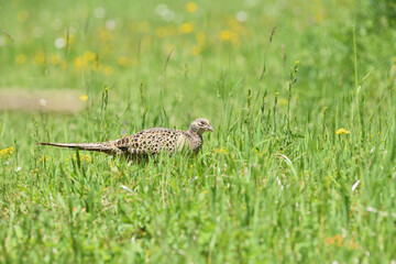 Pheasant hen walking and lurking for food in grass during  sunny spring