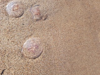 Fototapeta na wymiar Transparent jellyfish lying on the seashore