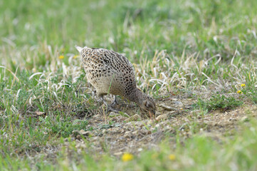 Pheasant hen lurking on a green meadow looking for seeds