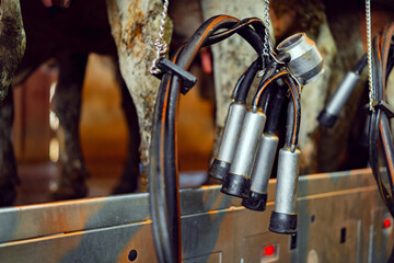 Close up of a milking device in cowshed farm