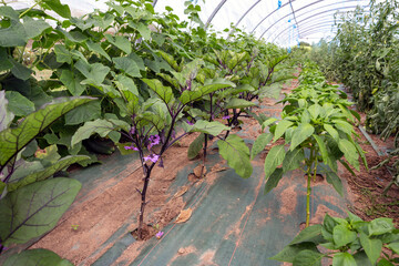 Young Eggplant and Paprika plant growing in rows indoors in a greenhouse tunnel in mulch covered...