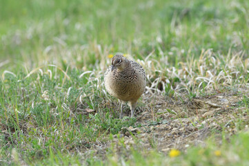 Pheasant hen lurking on a green meadow looking for seeds