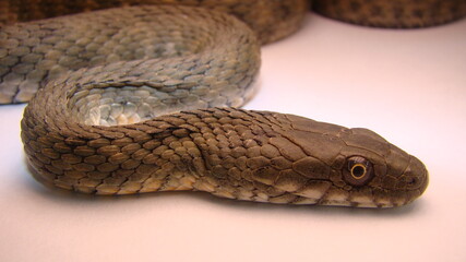Close up of Snake on a white background
snake isolated
Closeup of water snake is a non venomous. 
Snake in the studio
Veterinarian exotic.
Veterinarian wildlife.
veterinary medicine.
Reptile.
