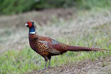 Portrait of a common pheasant on a green meadow in spring during rut